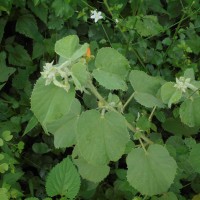 Abutilon pannosum (G.Forst.) Schltdl.